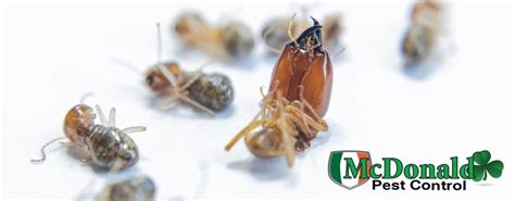 Can Termites Live in Furniture? | McDonald Pest Control