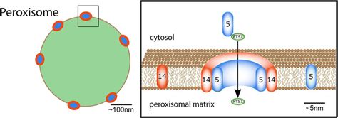 Sketch of the peroxisomal protein import process. (Right) peroxisome ...