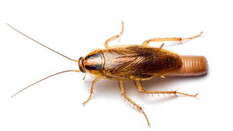 ‘Bug Bombs’ Are Ineffective Killing Roaches Indoors | NC State News