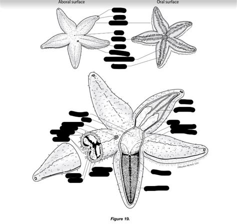 Final starfish Diagram | Quizlet