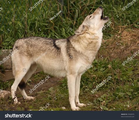 A Grey Wolf Howling Stock Photo 23583079 : Shutterstock