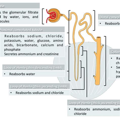 Nephron Diagram And Function