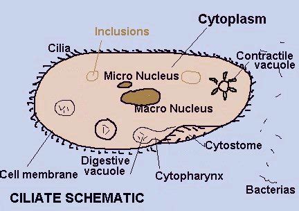 Spirostomum Diagram - Wiring Diagram Pictures