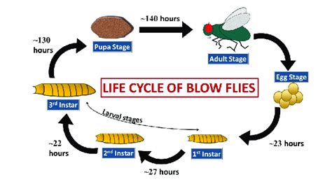 Life cycle of blowflies with approximate duration of each stage | Download Scientific Diagram