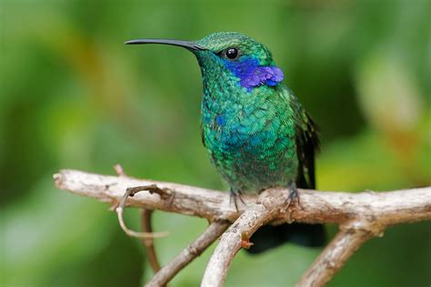 Meet The Mexican Violetear Hummingbird (Photos & Facts)