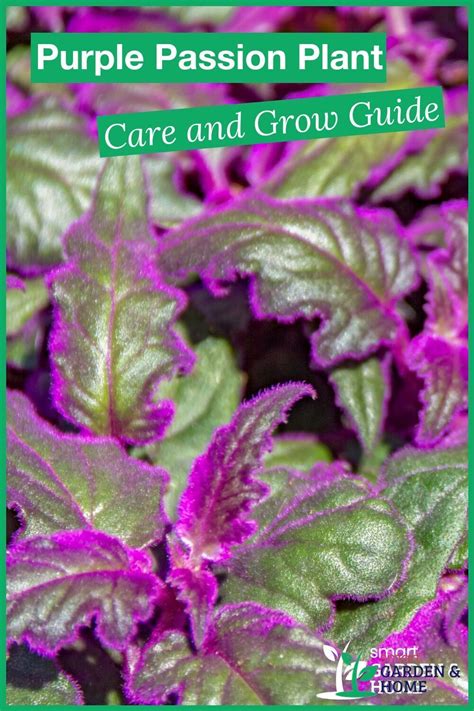 Purple Passion Plant Care and Grow Guide in 2022 | Purple passion plant ...