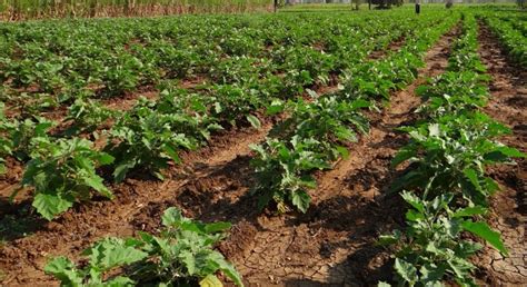 Brinjal Farming Profit, Cost, Yield, Income (Eggplant) | Agri Farming