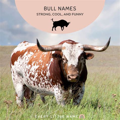 130 Best Bull Names (Strong, Funny, and Classic) - Every Little Name