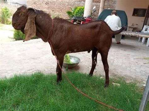 bakra/Buy and Sell Animals in All Major Cities of Pakistan