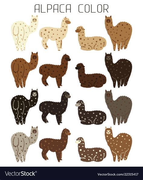 Palette of natural colors of alpaca wool animal Vector Image