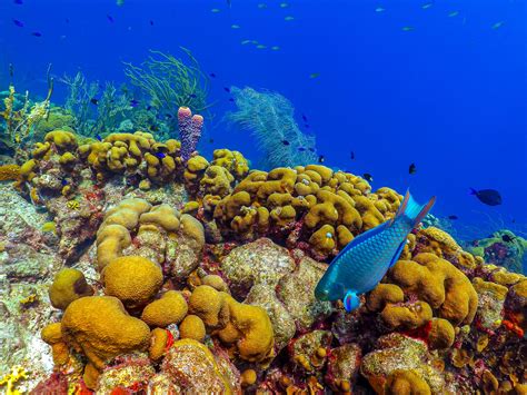 Coral Gardens In Turks & Caicos: Ultimate Guide | BEACHES