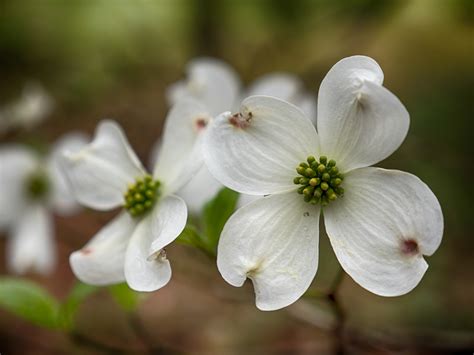 Dogwood Bloom