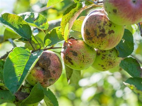 Apple Tree Diseases: Common Problems Growing Apple Tree