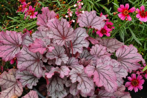 Heuchera Mixed