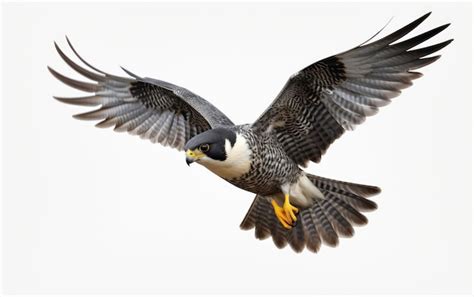 Flying Beautiful Peregrine Falcon Isolated on White Background ...