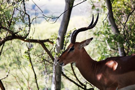 Impala Ram Standing In The Shade Free Stock Photo - Public Domain Pictures