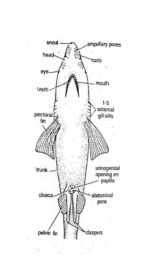 External Morphology of Scoliodon with Diagram | Dog fish