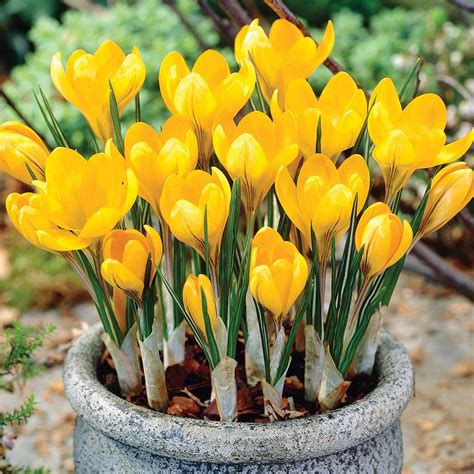 Crocus 'Yellow Mammoth' | Thompson & Morgan