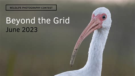 Beyond the Grid Wildlife Photography Contest - July 2023 — APC Wildlife ...