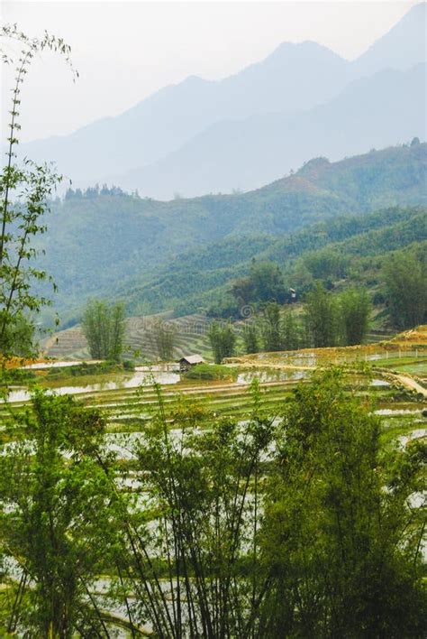 The rice terraces in Sapa stock photo. Image of land - 168178716