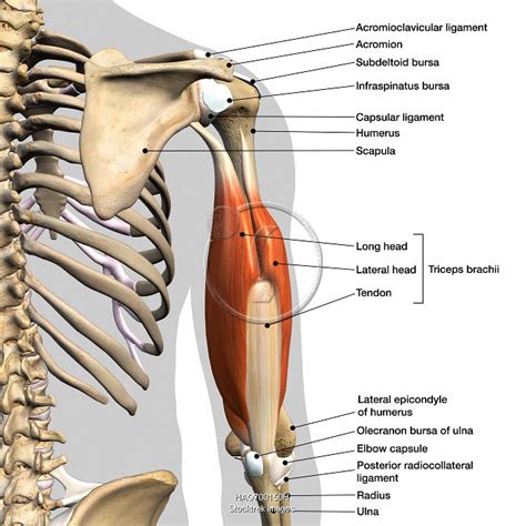 Labeled anatomy chart of male triceps muscles, connective tissue and bones, on white background ...