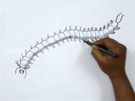 How to Draw a Centipede - YouTube