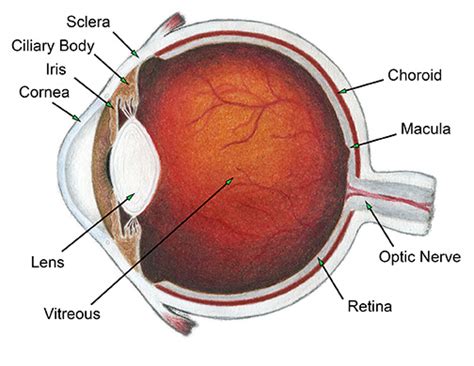 Anatomy of the Eye - Scott E. Pautler, M.D. TampaScott E. Pautler, M.D. Tampa