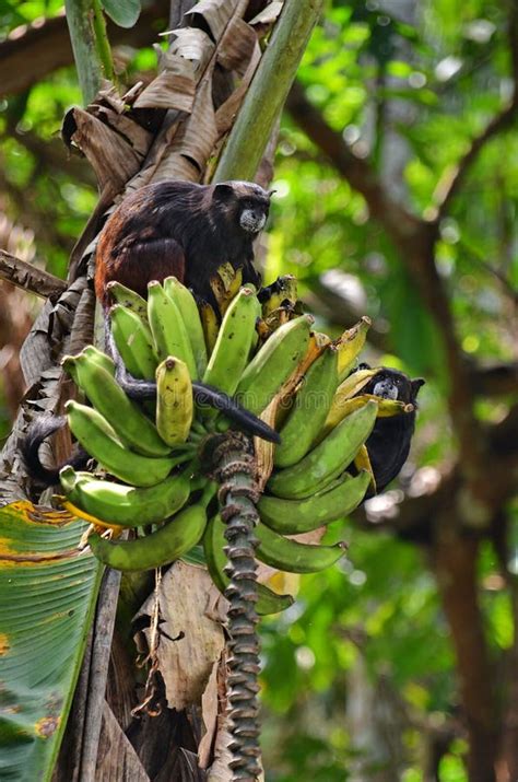 Monkeys Eating Banana at Amazonas Jungle Stock Image - Image of jungle ...