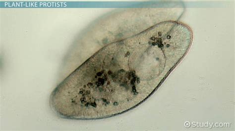 Protist Cell Microscope