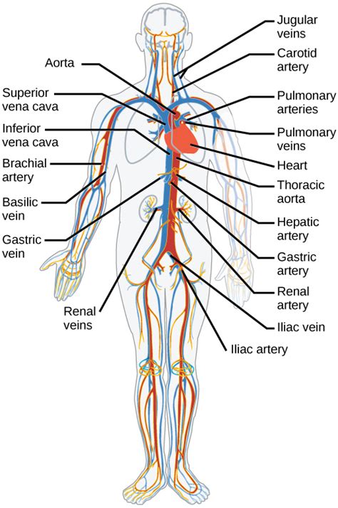 Blood Vessels | Biology for Majors II