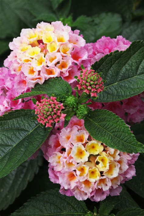 Lantana Flower, Lantana Plant, Greenhouse Plants, Garden Plants, Summer ...