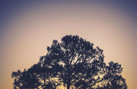 tree, beige, sky, silhouette, photography, sunset, branches, nature ...