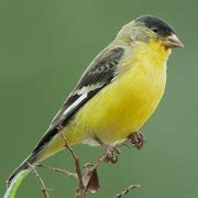 Lesser Goldfinch