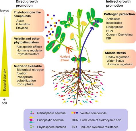 Synthetic Communities of Bacterial Endophytes to Improve the Quality and Yield of Legume Crops ...