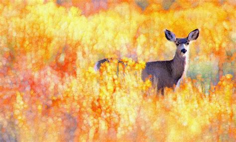 Deer Among Wildflowers - Canvas Print, Oil Painting, Wall Art