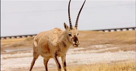 Animal A Day!: Tibetan Antelope