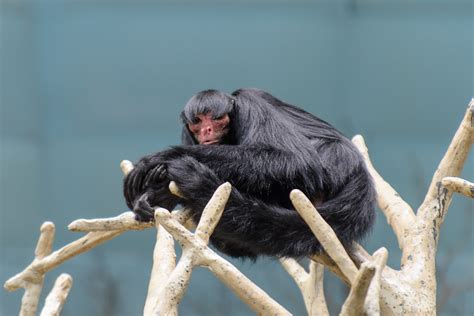 Bowl Cut Monkey | A monkey that looks like it has a bowl cut… | niXerKG | Flickr