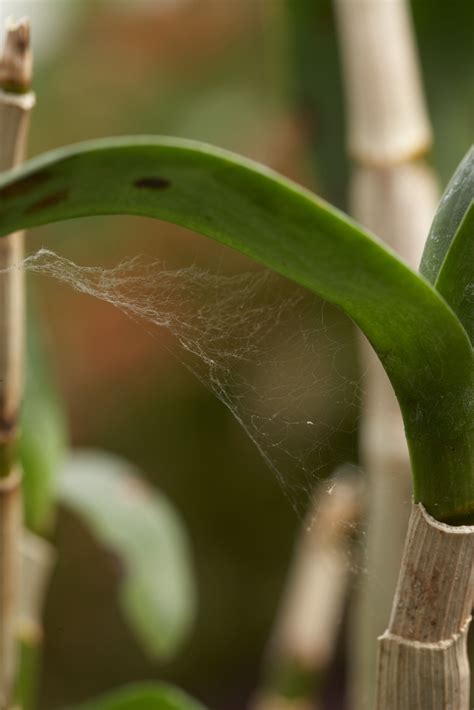 How to Get Rid of Spider Mites on Indoor Plants