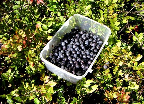 Bilberry Dessert | Free Best Hd Wallpapers