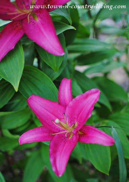 Beautiful Oriental Lilies in the Garden - Town & Country Living