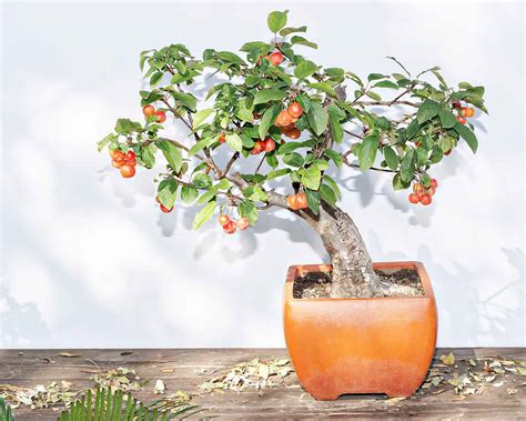 Apple Bonsai Tree: Varieties, How to Propagate, and More