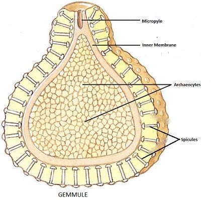 daigramatic structure of gemmules - Biology - Reproduction in Organisms - 6763580 | Meritnation.com