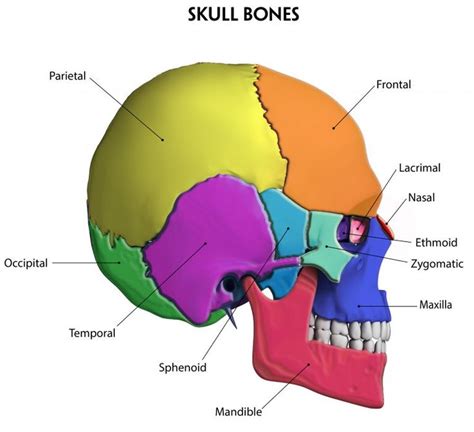 Benefits Of Foot Zoning The Cranial Bones, Wellness Life Zone | Skull ...