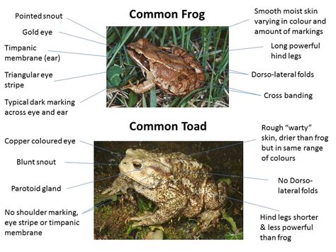 Frogs and Toads