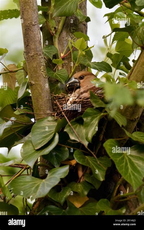 breeding... Hawfinch ( Coccothraustes coccothraustes ), brooding female eats caterpillar Stock ...