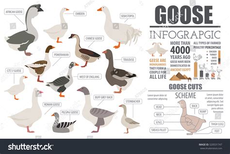 Goose Identification Chart