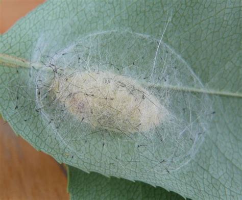 Tussock Moth Cocoon | Moth cocoon, Seed pods, Cocoon