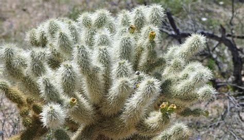 Cacti & Succulents of the Sonoran Desert - Andy Down Under