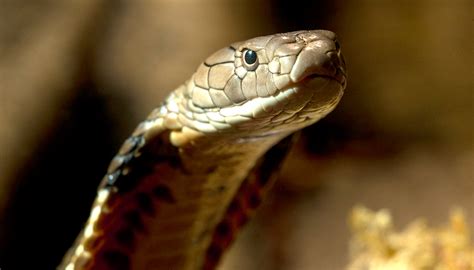 king cobra | San Diego Zoo Wildlife Explorers