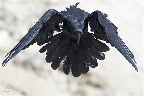 Ravens Flight by JestePhotography on DeviantArt